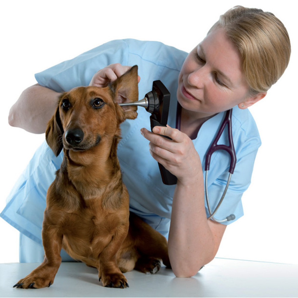 Animaux de compagnie Thermomètre électronique pour chien Thermomètre  numérique Fournitures vétérinaires