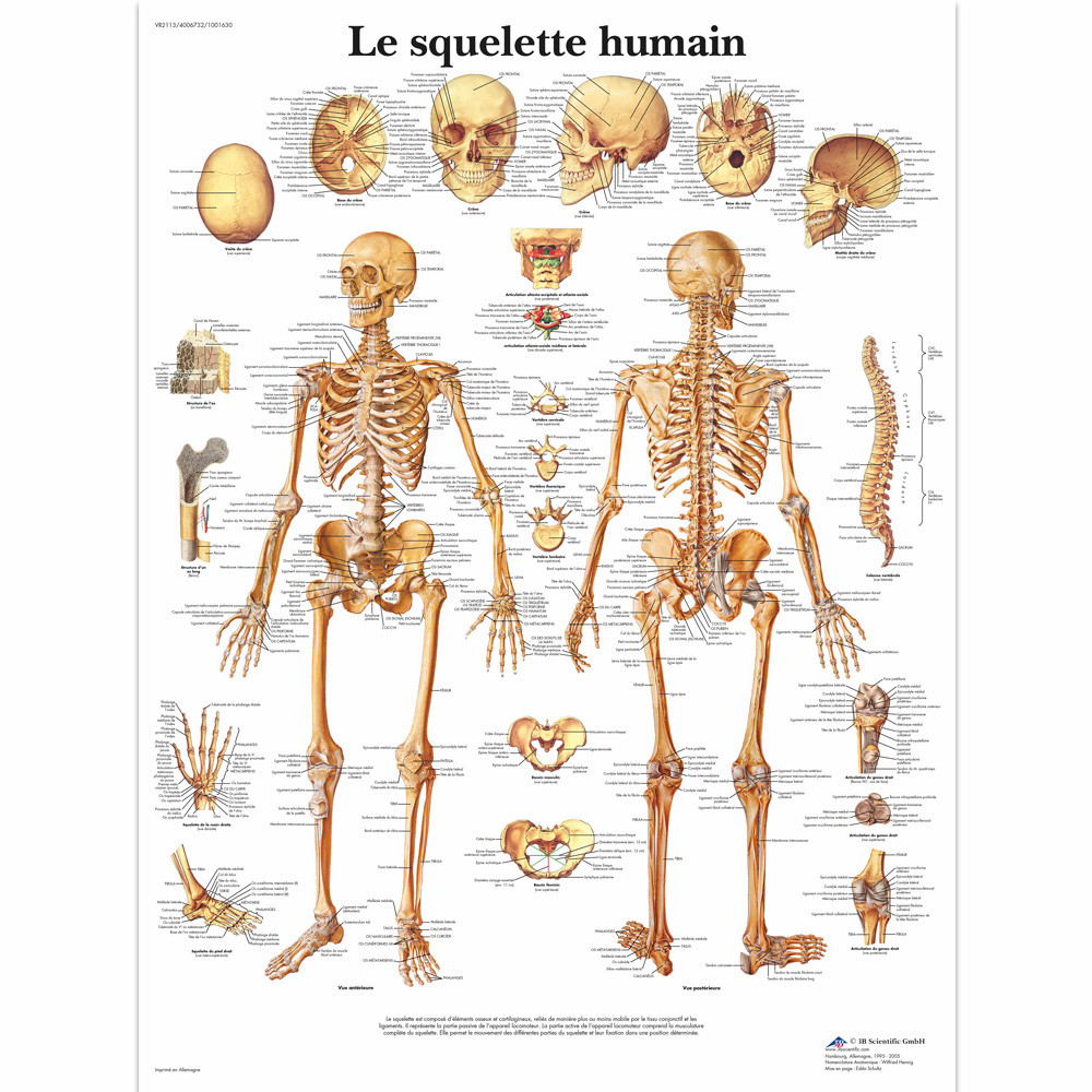 squelette, anatomie, corps, muscle, medicales, jaune, illustration, humain,  os, 3-d, crâne, radiographie, os, biologie, musculaire, médecine, femme,  osseux, science, santé, colonne vertébrale, gens, Stock Illustration